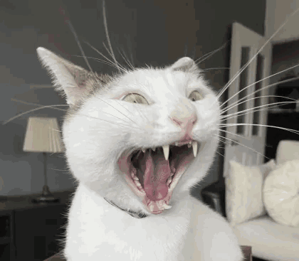 A White Cat Yawning With Its Mouth Open GIF
