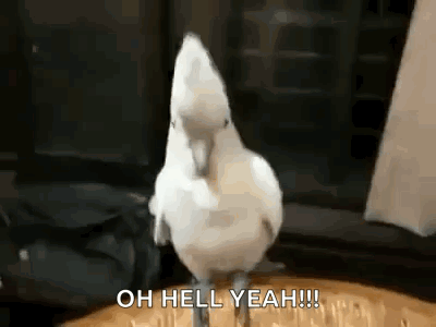 A White Cockatoo Is Standing On Its Hind Legs On A Wooden Floor . GIF