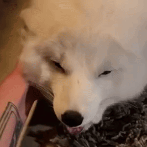 A White Dog Is Chewing On A Stick While Sitting On A Bed . GIF