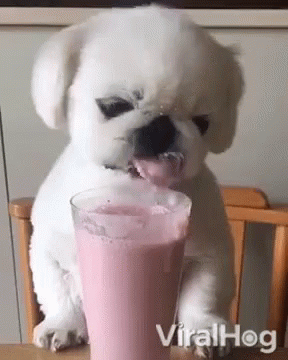 A White Dog Is Drinking A Pink Milkshake From A Glass On A Table . GIF
