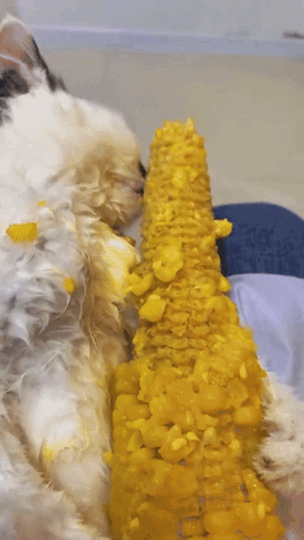 A White Dog Is Eating A Corn On The Cob GIF