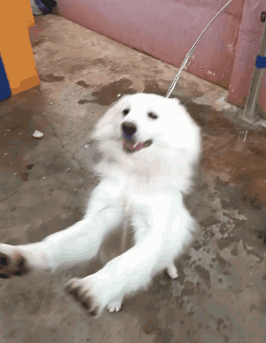 A White Dog Is Laying On Its Back With Water Coming Out Of Its Mouth GIF