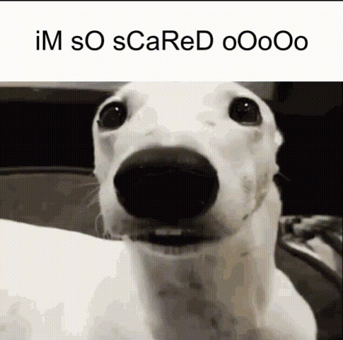 A White Dog Is Looking At The Camera With The Words Im So Scared Oooo On The Bottom GIF
