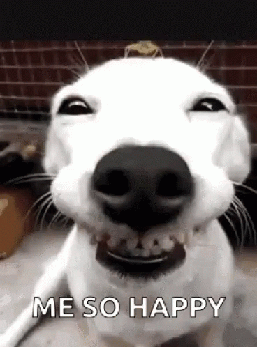 A White Dog Is Making A Funny Face With Its Mouth Open And Says `` Me So Happy '' . GIF