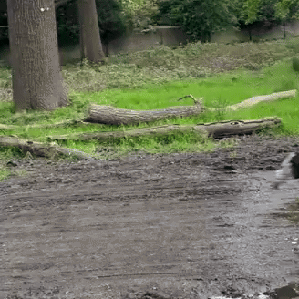 A White Dog Is Playing In A Muddy Puddle GIF