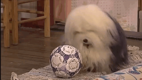 a white dog is playing with a blue and white soccer ball on a rug .