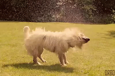 A White Dog Is Shaking Off Water From A Sprinkler While Standing In The Grass . GIF
