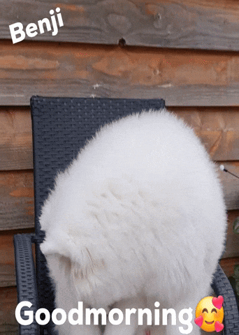 White Dog Sitting With Good Morning Text GIF