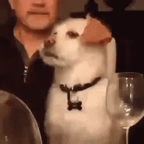 A White Dog Is Sitting Next To A Man At A Table With A Glass Of Wine . GIF