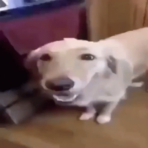 A White Dog Is Sitting On A Couch And Looking At The Camera With Its Mouth Open . GIF