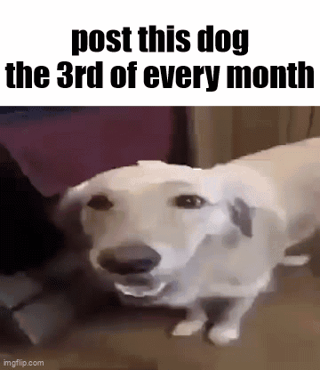 A White Dog Is Sitting On A Couch With Its Mouth Open . GIF