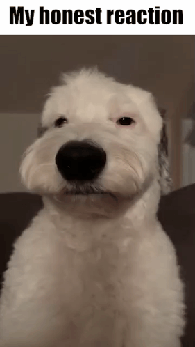 A White Dog Is Sitting On A Couch With The Words My Honest Reaction Below It GIF