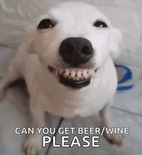 A White Dog Is Smiling And Asking If You Can Get Beer And Wine Please . GIF