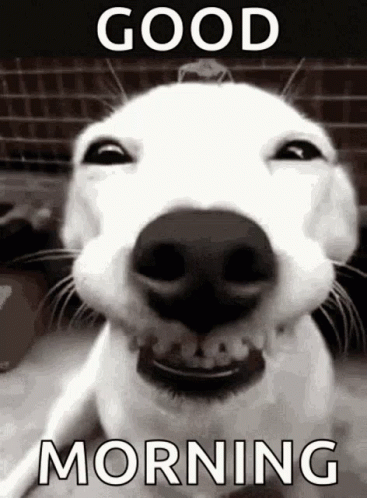 A White Dog Is Smiling In A Black And White Photo With The Words `` Good Morning '' Written On It . GIF