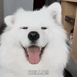 A White Dog Is Smiling With Its Tongue Hanging Out And Says Hello . GIF