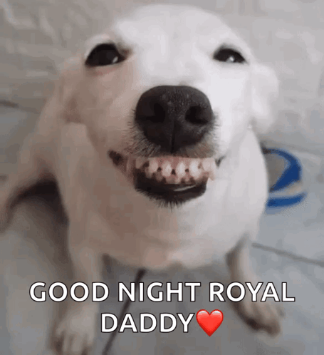 A White Dog Is Smiling With The Words Good Night Royal Daddy Written On The Bottom GIF