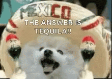 A White Dog Is Standing In Front Of A Mexican Hat That Says The Answer Is Tequila . GIF