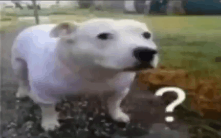 A White Dog Is Standing In The Grass With A Question Mark On It . GIF