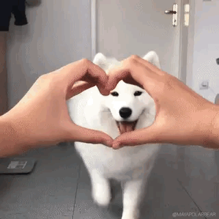 A White Dog Is Standing Next To A Person Making A Heart With Their Hands . GIF