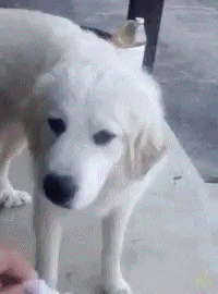 A White Dog Is Standing On A Concrete Floor Next To A Person . GIF