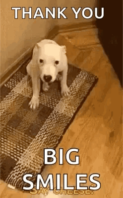 A White Dog Is Standing On A Rug On The Floor And Saying `` Thank You Big Smiles '' . GIF