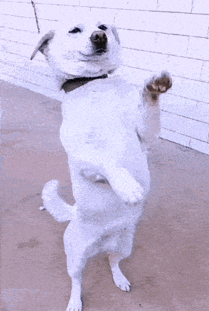 A White Dog Is Standing On Its Hind Legs GIF