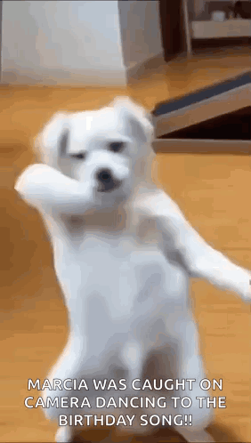 A White Dog Is Standing On Its Hind Legs And Dancing To The Birthday Song . GIF