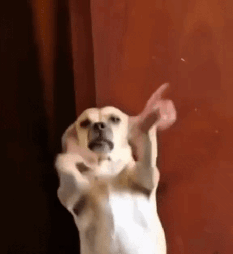 A White Dog Is Standing On Its Hind Legs And Giving A Middle Finger . GIF