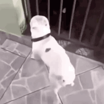 A White Dog Is Standing On Its Hind Legs On A Sidewalk . GIF