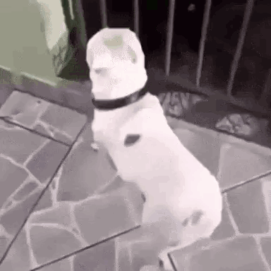 A White Dog Is Standing On Its Hind Legs On A Tiled Floor In A Black And White Photo . GIF