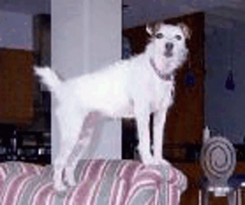 A White Dog Is Standing On Top Of A Pink And Grey Striped Couch . GIF