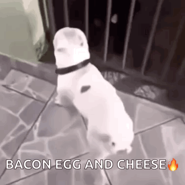 A White Dog Is Walking On A Sidewalk With The Words Bacon Egg And Cheese Below It GIF
