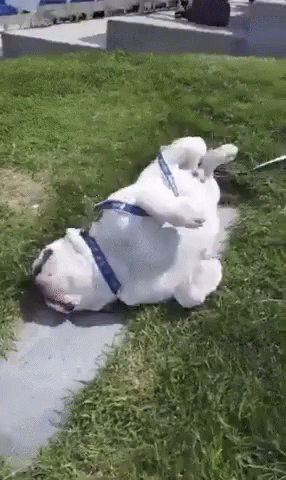 A White Dog Laying On Its Back In The Grass GIF