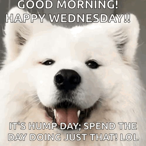 A White Dog Says Good Morning Happy Wednesday It 'S Hump Day Spend The Day Doing Just That Lol . GIF