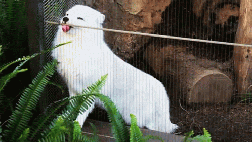 A White Dog Standing In A Cage With Its Tongue Out GIF