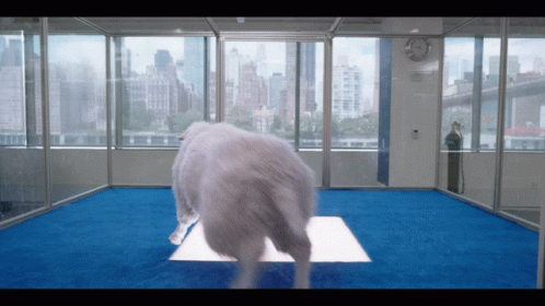 A White Dog Standing On A Blue Carpet In A Room GIF