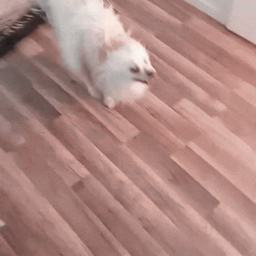 A White Dog Walking On A Wooden Floor GIF