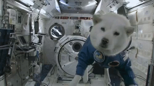 A White Dog Wearing A Blue And White Astronaut 'S Suit Is Standing In A Space Station . GIF