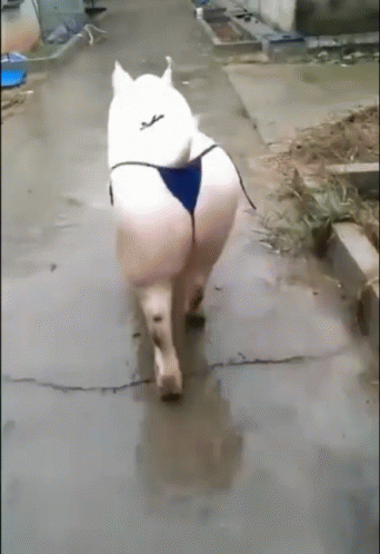 A White Dog Wearing A Blue Bikini Is Walking Down A Street GIF