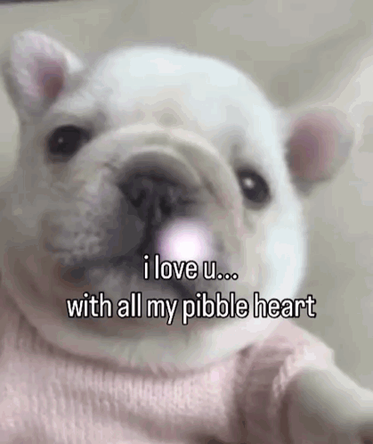 A White Dog Wearing A Pink Sweater Says I Love U With All My Pebble Heart . GIF