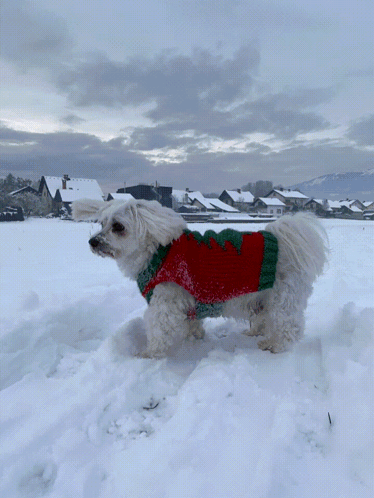 A White Dog Wearing A Red And Green Sweater Is Standing In The Snow GIF