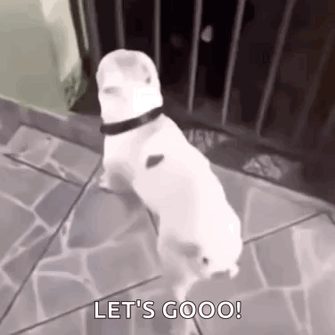 A White Dog With A Black Collar Is Standing On A Sidewalk And Says `` Let 'S Goooo '' . GIF