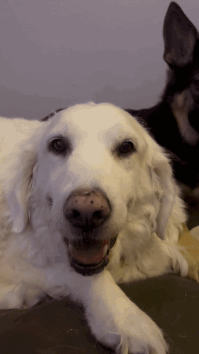 A White Dog With A Black Nose Is Smiling GIF