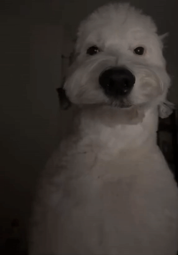 A White Dog With A Black Nose Is Standing In A Dark Room GIF
