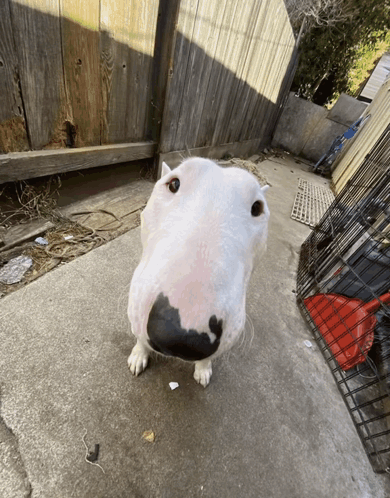 A White Dog With A Black Nose Is Standing On A Sidewalk In Front Of A Wooden Fence GIF