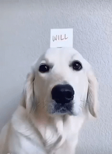 White Dog With Will On Paper On Head GIF