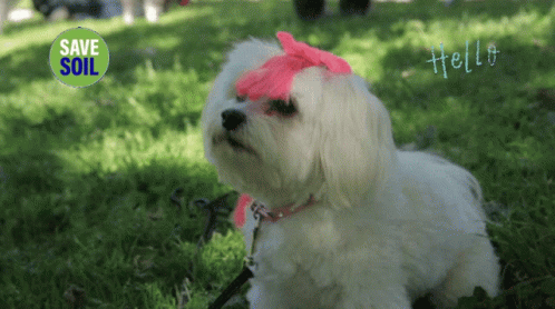 A White Dog With A Pink Bow On Its Head Is Sitting In The Grass With A Save Soil Logo In The Background GIF