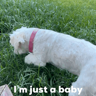 A White Dog With A Pink Collar Is Laying In The Grass With The Words I 'M Just A Baby Above It GIF