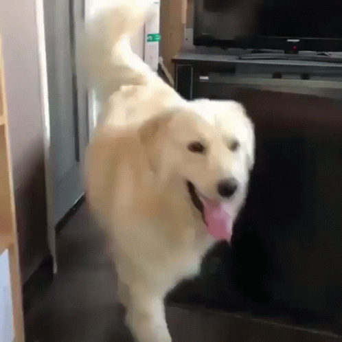 A White Dog With A Pink Tongue Is Running In Front Of A Flat Screen Tv GIF