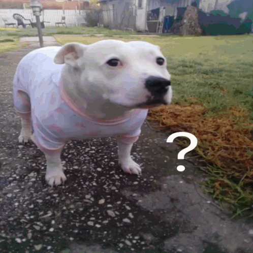 A White Dog With A Question Mark On Its Head GIF